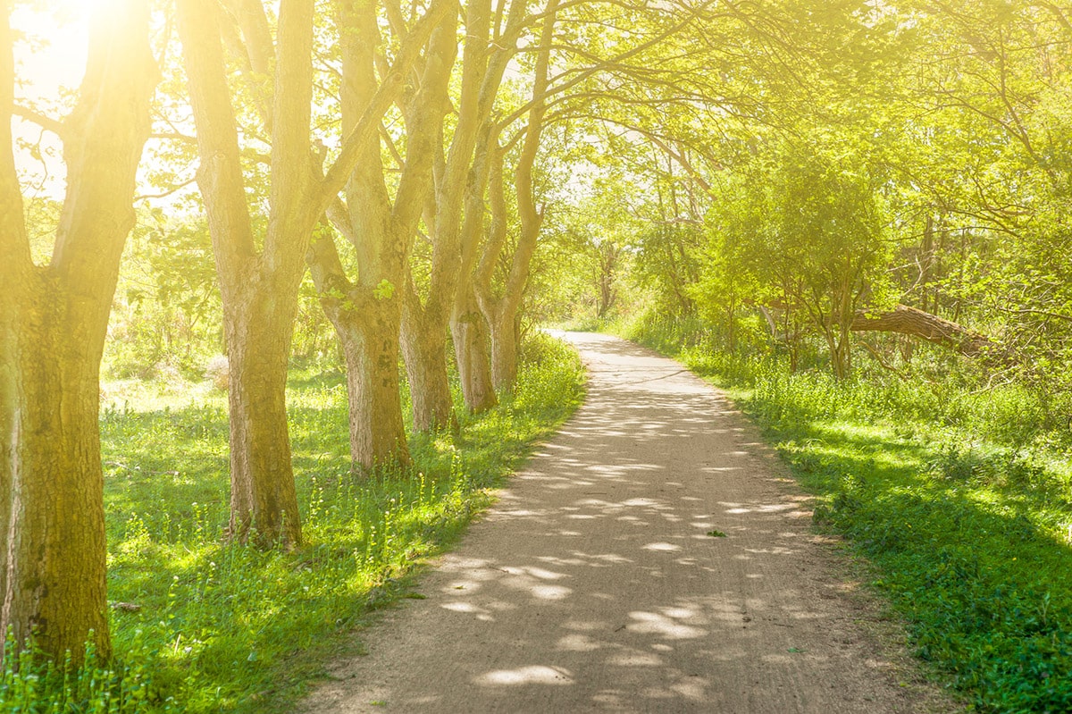 Treelined Footpath In The Spring Dutch Forest At Sunset