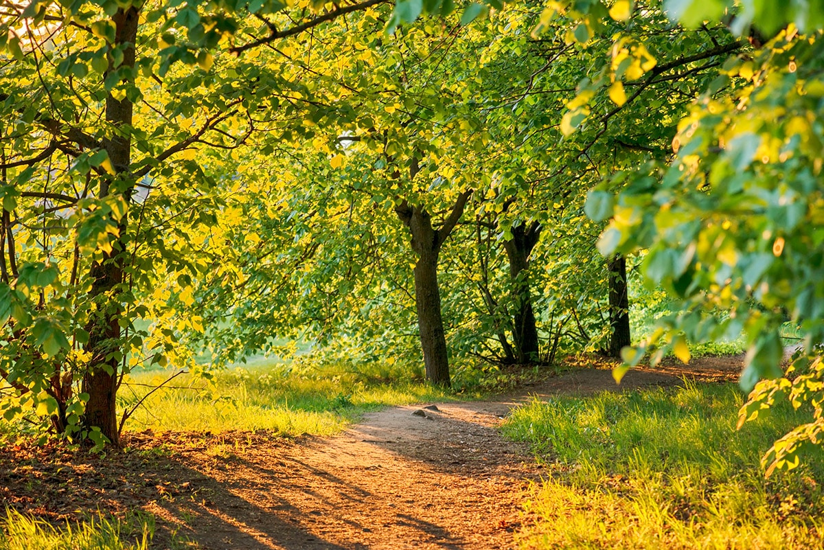 Spring trees in bright sunlight